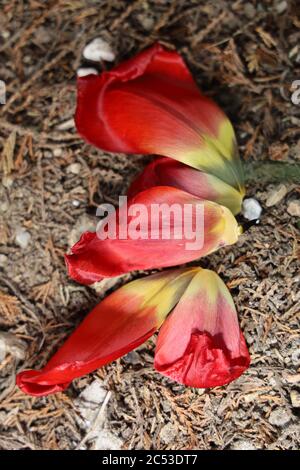 Closeup shot of tulips on the ground under the light with a blurry background Stock Photo