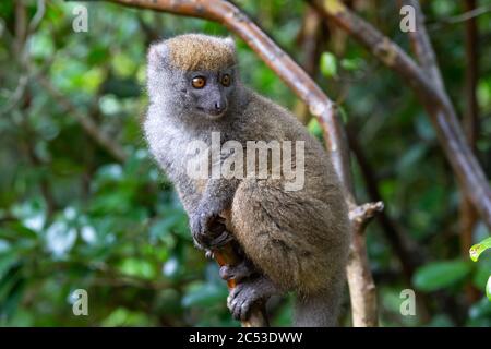 One little lemur on the branch of a tree in the rainforest Stock Photo