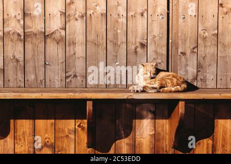 The brown tomcat relaxing, lying and basking in sun light on the wooden shelf with brown wooden background in negative space Stock Photo