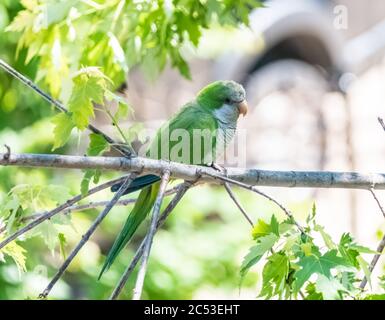 Monk parakeet from a wild colony in Chicago.  Also known as a quaker parakeet Stock Photo