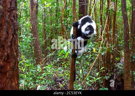 One black and white Vari in the close-up, portrait Stock Photo