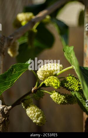 In hot summer sunny weather, white mulberry begins to ripen on a tree Stock Photo