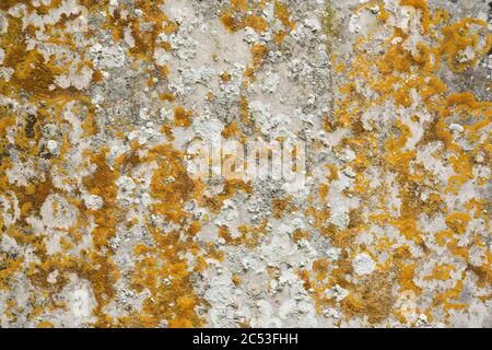 Old flat weathered stone with lichen. Background texture Stock Photo