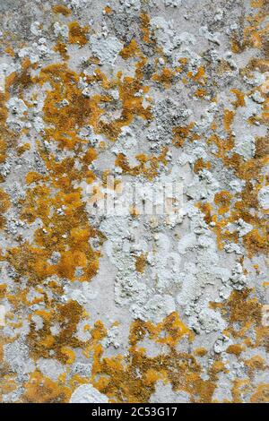Old flat weathered stone with lichen. Background texture Stock Photo