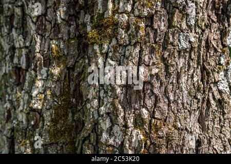 Close-up of an old tree with detailed, beautiful bark in Upper Swabia, Germany Stock Photo