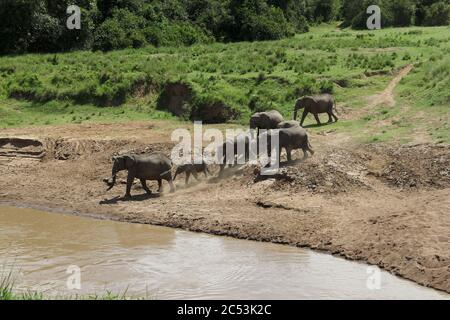 a herd of elephants on the opposite, dusty river bank of the Mara River at a crossing point is moving towards the water and wants to cross the river Stock Photo