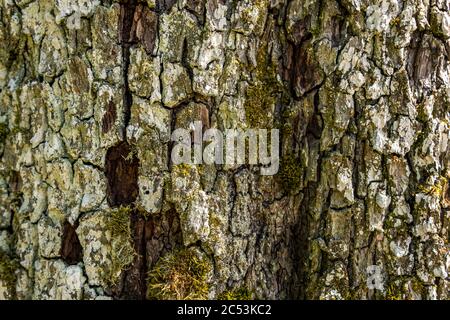 Close-up of an old tree with detailed, beautiful bark in Upper Swabia, Germany Stock Photo