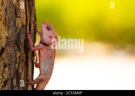 Oriantal Garden Lizard Stock Photo