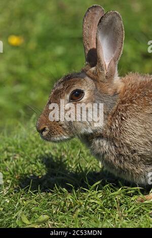 European Rabbit (Oryctolagus cuniculus) close-up of head  Eccles-on-Sea, Norfolk, UK                    June Stock Photo