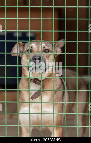 Non-breeding dogs in a cage in a shelter. Stock Photo