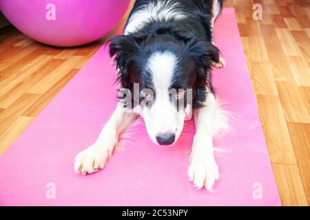 Funny dog border collie practicing yoga lesson indoor. Puppy doing yoga asana pose on pink yoga mat at home. Calmness and relax concept. Working out gym at home Stock Photo