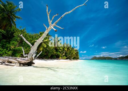 Surreal view with dry tree trunk on sandy beach with palm trees and blue lagoon and sky. Stock Photo