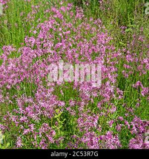 Flowering cuckoo carnation, Silene flos-cuculi, in a meadow Stock Photo