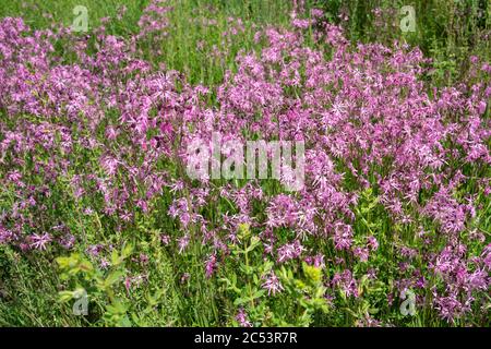 Flowering cuckoo carnation, Silene flos-cuculi, in a meadow Stock Photo