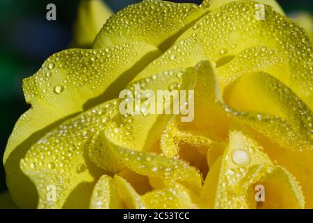 Yellow rose flower petals after rain macro, fresh vibrant colours natural floral background Stock Photo