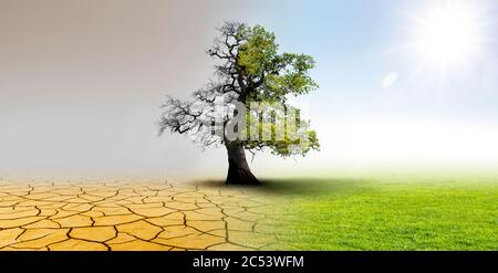 Climate change - landscape with dry earth; Meadow and oak tree Stock Photo