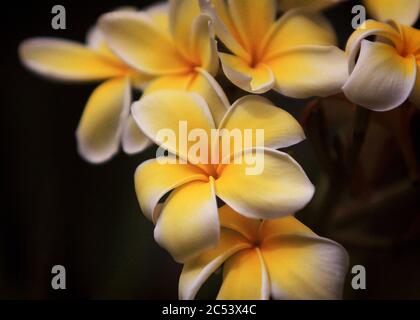 A row of plumeria flower blooms . Stock Photo