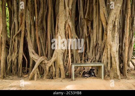 Large tree with aerial roots on Sigiriya rock, Sri Lanka Stock Photo