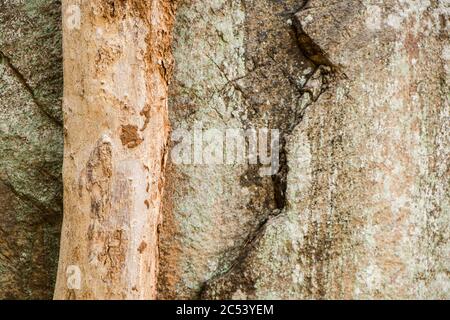 Tree trunk without bark in front of rock, Sri Lanka Stock Photo