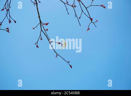 Blossoming Tree Branch against Blue Sky Stock Photo