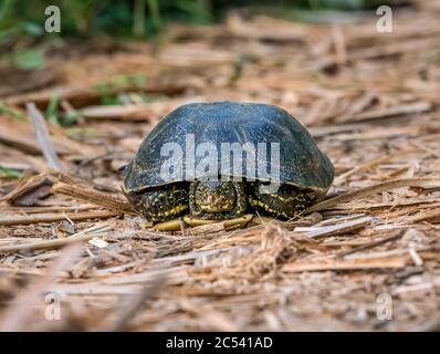 Close up with The European pond turtle (Emys orbicularis) in Vacaresti Park Nature Reserve, located in Bucharest - Romania. Stock Photo