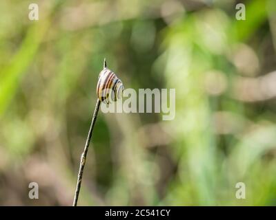 A single isolated snail shell hanging on a stick. Snail house on green blurred background. Stock Photo