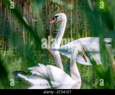 Two white swans swimming on a lake. Swans floating on the water in Vacaresti Park Nature Reserve, located in Bucharest - Romania. Stock Photo