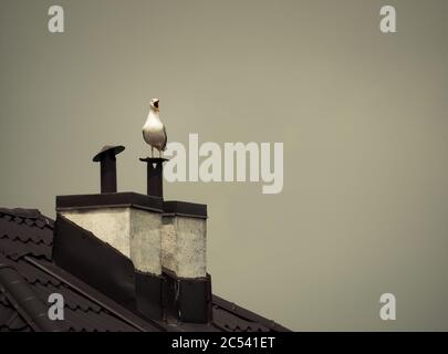 A white gull sitting on the chimney of a house. Stock Photo