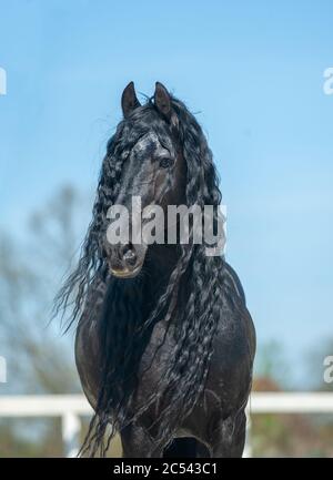 Portrait of frisian stallion with long curly mane. Beautiful raven black horse posing in summer Stock Photo