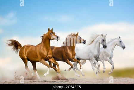 Wild arabian stallions running together in herd on a wild. Purebred arabian horses galloping in wild prairies together. Wild horses running on freedom Stock Photo