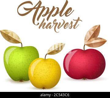Three ripe apples - green, yellow and red - vector illustration. Colorful autumn apples with leaves. Stock Vector