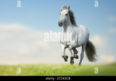 Beautiful andalusian horse running fast in the field. White long maned horse running in the field with green grass and blue sky on the background. Gal Stock Photo