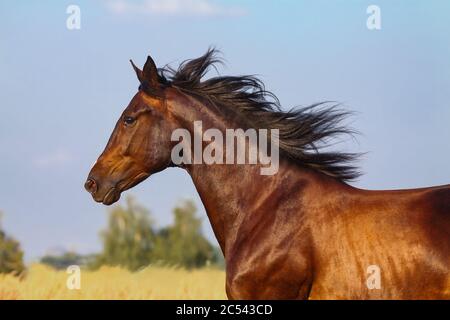 Beautiful bay horse portrait moving on nature. Horse against the blue skies. Wild stallion portrait in movement close Stock Photo