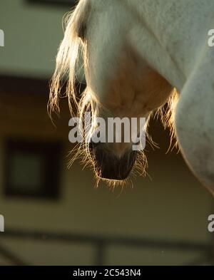 White draft horse in contour light. White horse in sunset light. Sunset at the farm. Farm animals theme Stock Photo