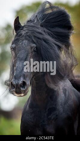 Beautiful black frisian stallion portrait on the run. Raven horse runs. Wild horse portrait with long mane. Purebred horse Stock Photo