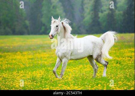 Beautiful white arab horse in the field of dandelions. White horse running on freedom Stock Photo