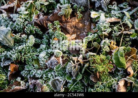 Frozen grass and dry leaves background in early winter, Leaves covered with ice Stock Photo