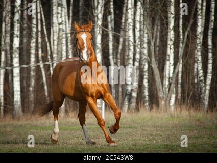 Chestnut purebred horse on training in the field. Running chestnut stallion in birch trees forest Stock Photo