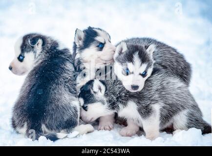 Pack of cute little husky puppies sitting in snow. Siberian husky puppies in the winter and snow falling Stock Photo