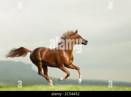 Beautiful chestnut arabian stallion running wild. Chestnut arabian horse on freedom runs gallop fast, mountains  and fields on the background Stock Photo