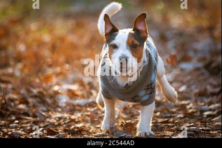 Jack russell terrier dog running in cold autumn day, front view Stock Photo
