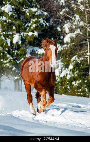 Beautiful draft stallion running gallop fast in winter forest Stock Photo