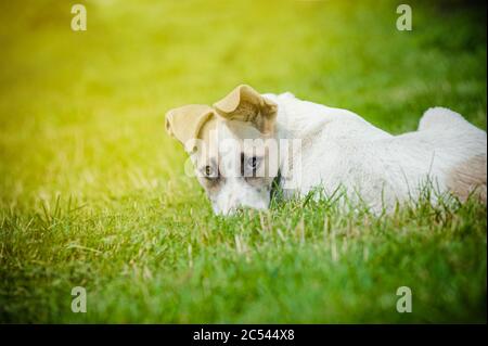 Cute mixed breed pup laying on a backyard with funny face Stock Photo