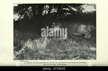 In wildest Africa Stock Photo