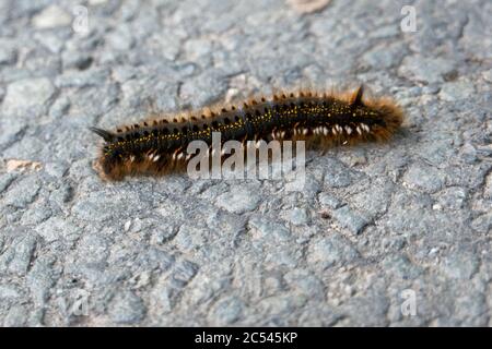 Drinker Moth Hairy caterpillar on tarmac Stock Photo