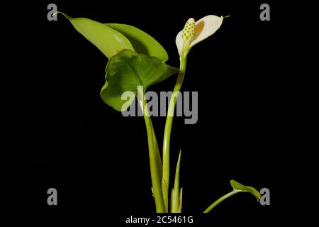 Bog Arum (Calla palustris). Habit Stock Photo