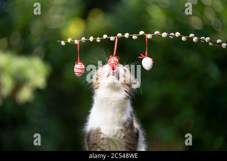 tabby white british shorthair cat rearing up licking easter eggs outdoors in nature Stock Photo