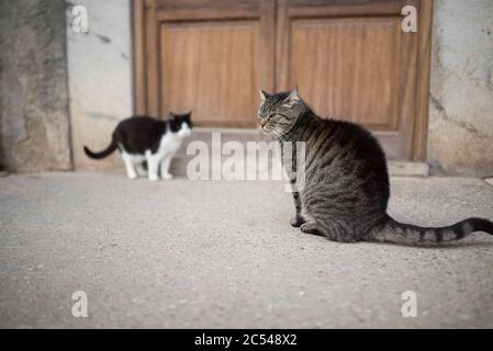 two feral cats standing in front of wooden door waiting Stock Photo
