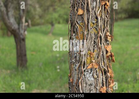 Bark of old pine lined with lichen and dry leaves Stock Photo