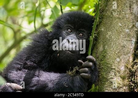 An infant mountain gorilla in Volcanoes National Park in Rwanda Stock Photo